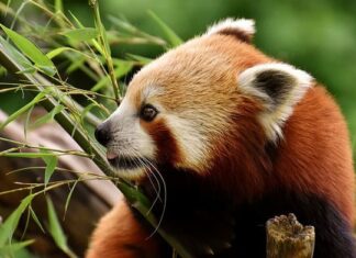 Explore Panda