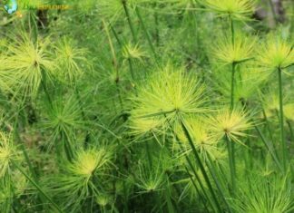 Paper Reed