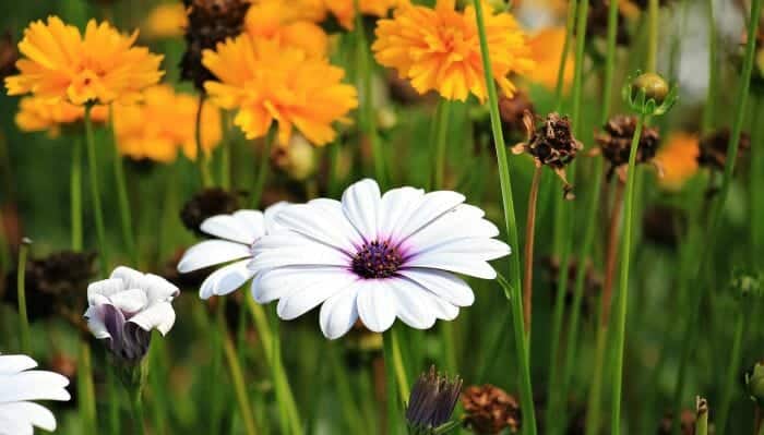 Paris Daisy Paris Daisy