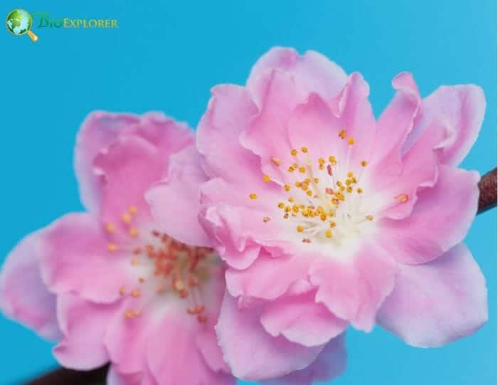 Peach blossom