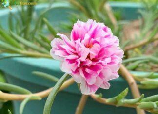 Peony