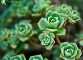 Peperomia