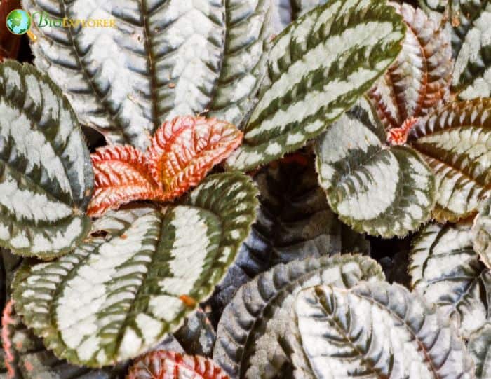 Peperomia Plants Peperomia Plants