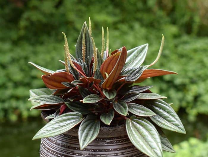 Peperomia Peperomia
