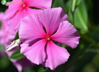 Periwinkle