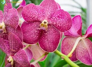 Phalaenopsis