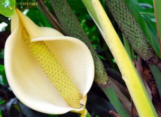 Philodendron