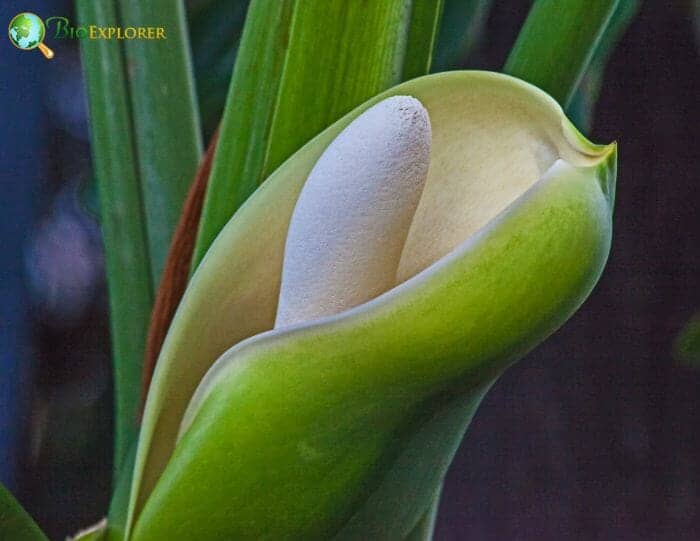 Philodendron Flower Philodendron Flower