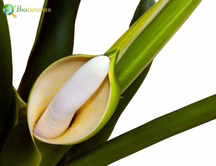 Philodendron Flowering Plant Philodendron Flowering Plant