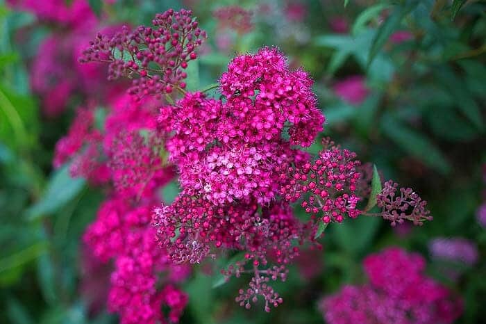 Alyssum