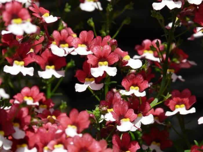 Pink and White Nemesia Flowers Pink and White Nemesia Flowers