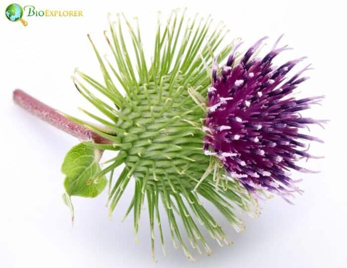 Pink Burdock Flower Pink Burdock Flower