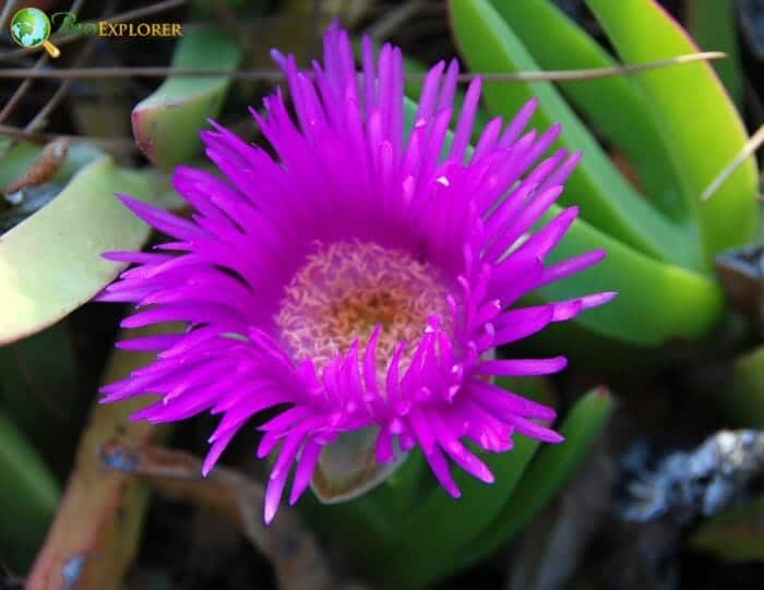 Pink Fig Marigold Flower Pink Fig Marigold Flower