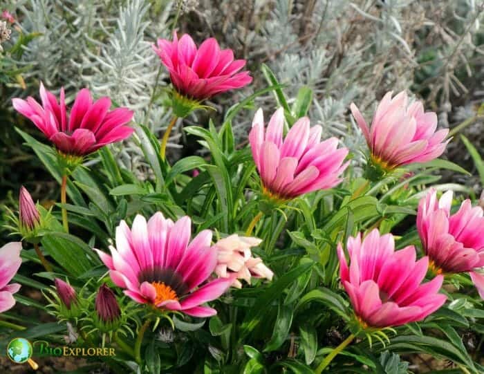 Pink Gazania Flowers Pink Gazania Flowers