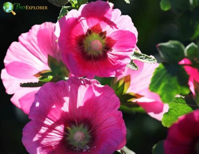 Pink Hollyhock Flowers Pink Hollyhock Flowers