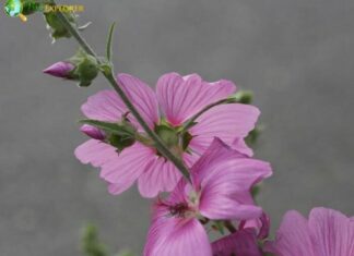 Pink Musk