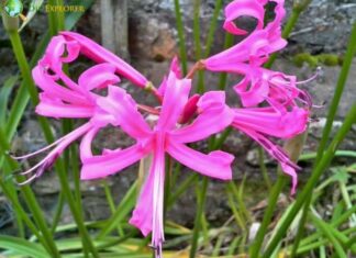 Nerine