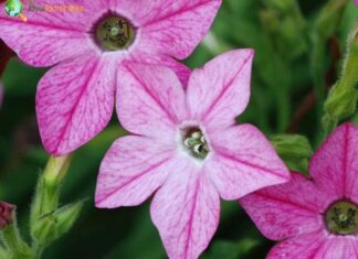 Nicotiana