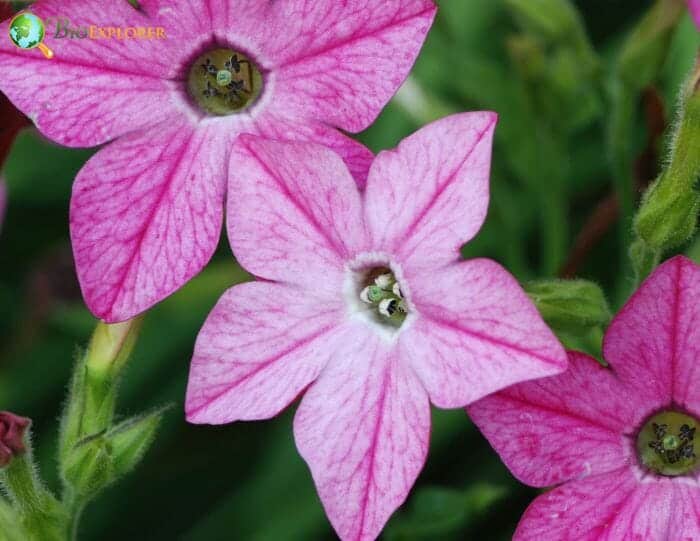 Nicotiana
