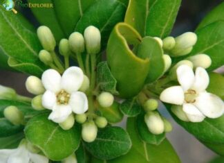 Pittosporum