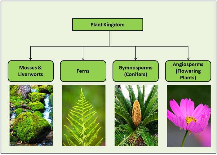 Plant Kingdom Classifications Plant Kingdom Classifications