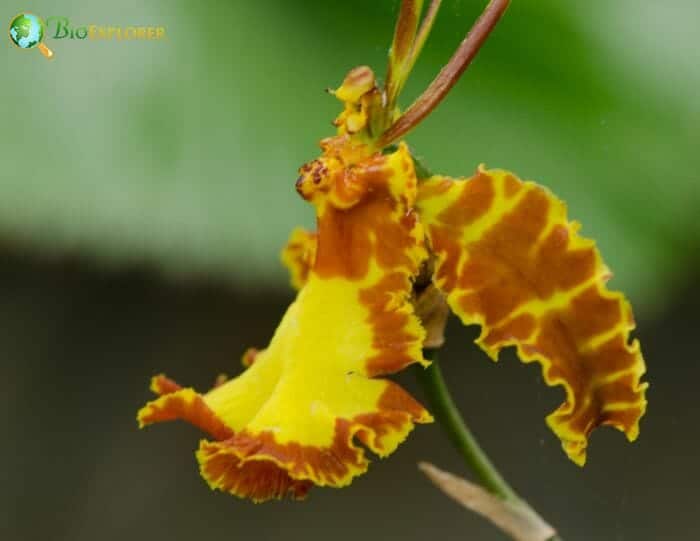 Platanthera Chlorantha Platanthera Chlorantha