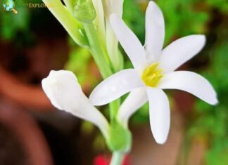 Polianthes tuberosa