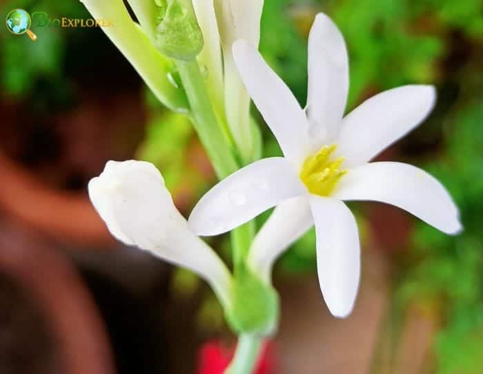 Polianthes tuberosa