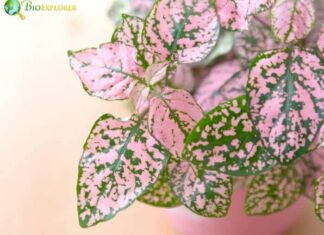 Polka Dot Plant