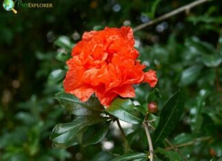 Pomegranate