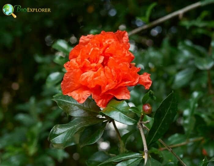 Pomegranate
