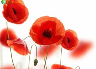 Poppy