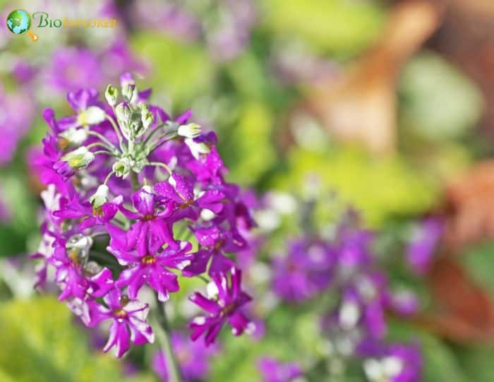 Primula Sieboldii Primula Sieboldii