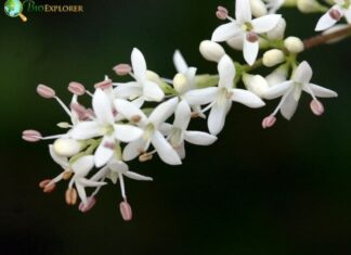 Privet