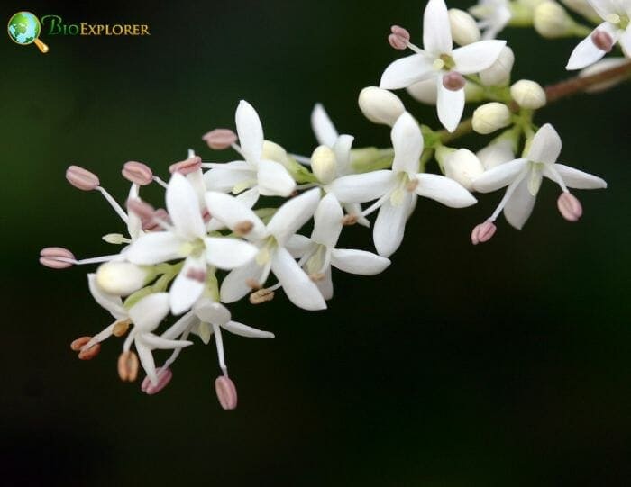 Privet