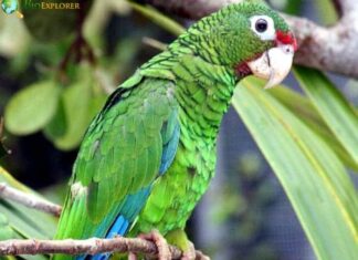 Puerto Rican Amazon