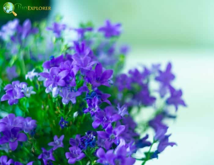 Purple Browallia Flowers Purple Browallia Flowers