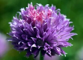 Chives
