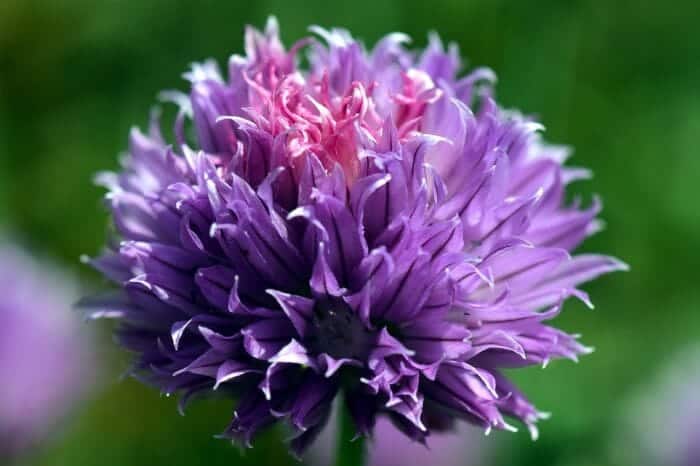 Chives