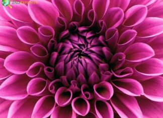 Dahlia
