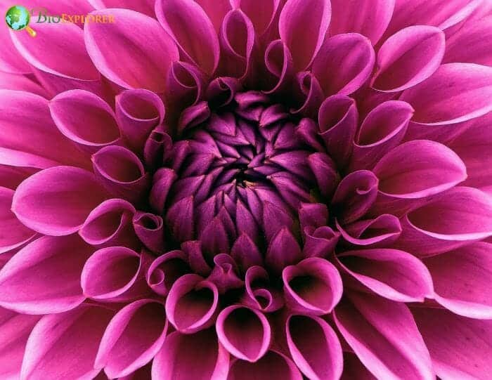 Dahlia