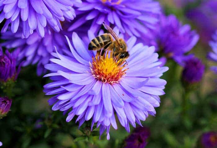Exploring the Top 50+ Most Exquisite Purple Flowers in the World