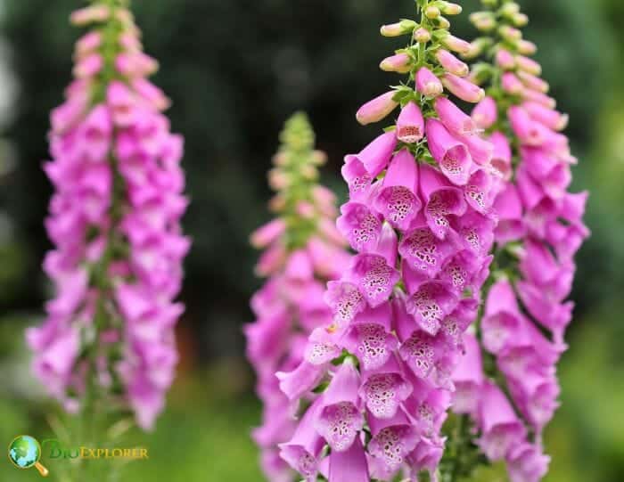 Purple Foxglove Purple Foxglove