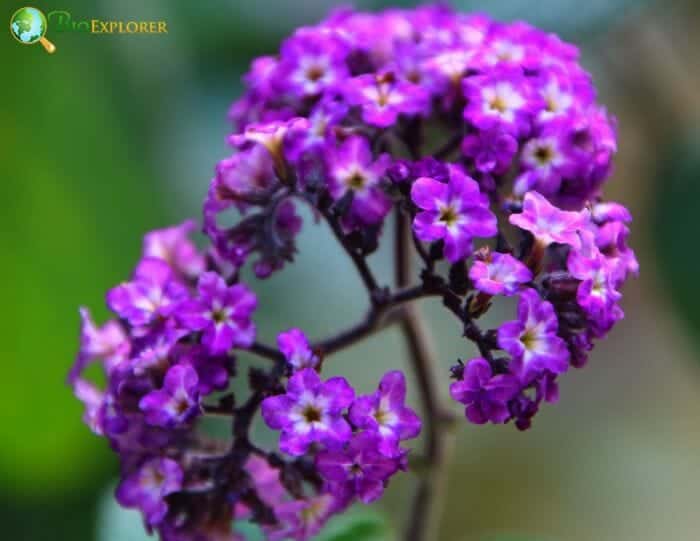 Purple Heliotrope Flowers Purple Heliotrope Flowers