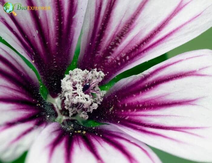 Purple Hollyhock Flower Purple Hollyhock Flower