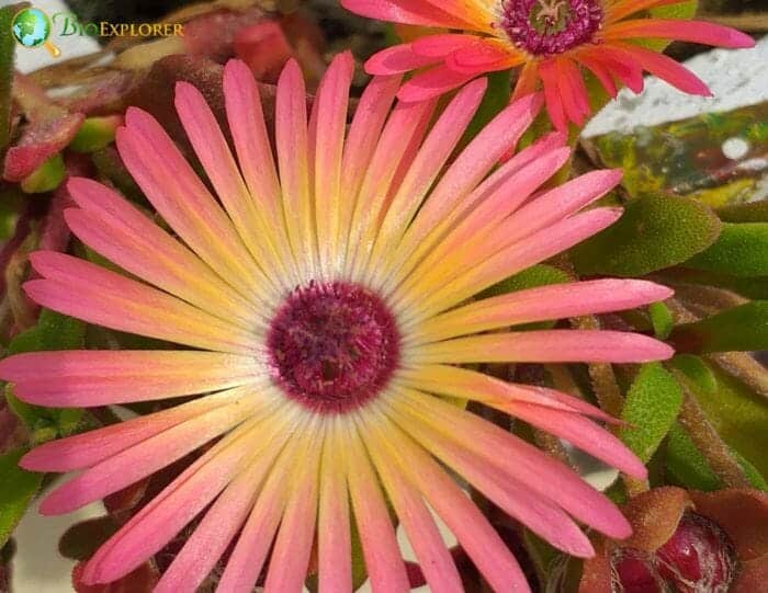 Purple Ice Plant Flower Purple Ice Plant Flower