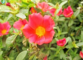Purslane