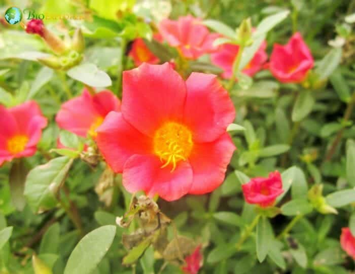 Purslane