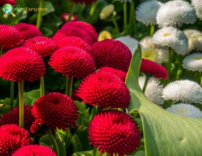 Red and White Matsumoto Flowers Red and White Matsumoto Flowers