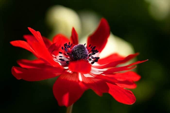 Anemone
